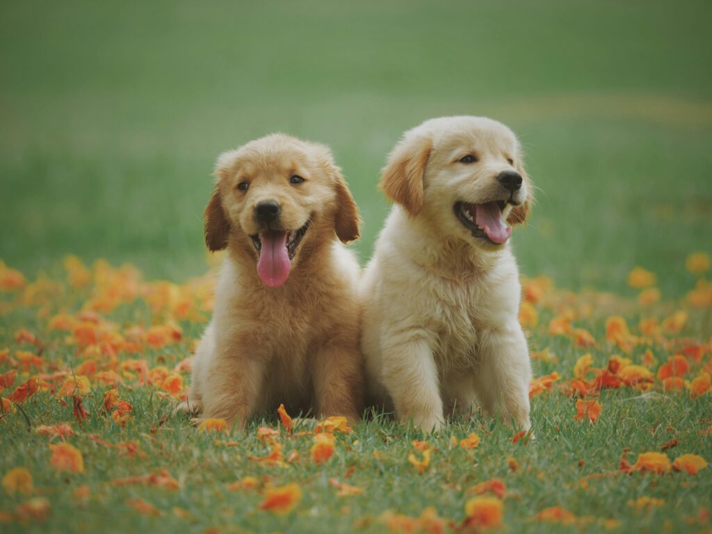 pexels-photo-1108099-1108099 Adorable golden retriever puppies sitting in a field of flowers, enjoying a sunny day.