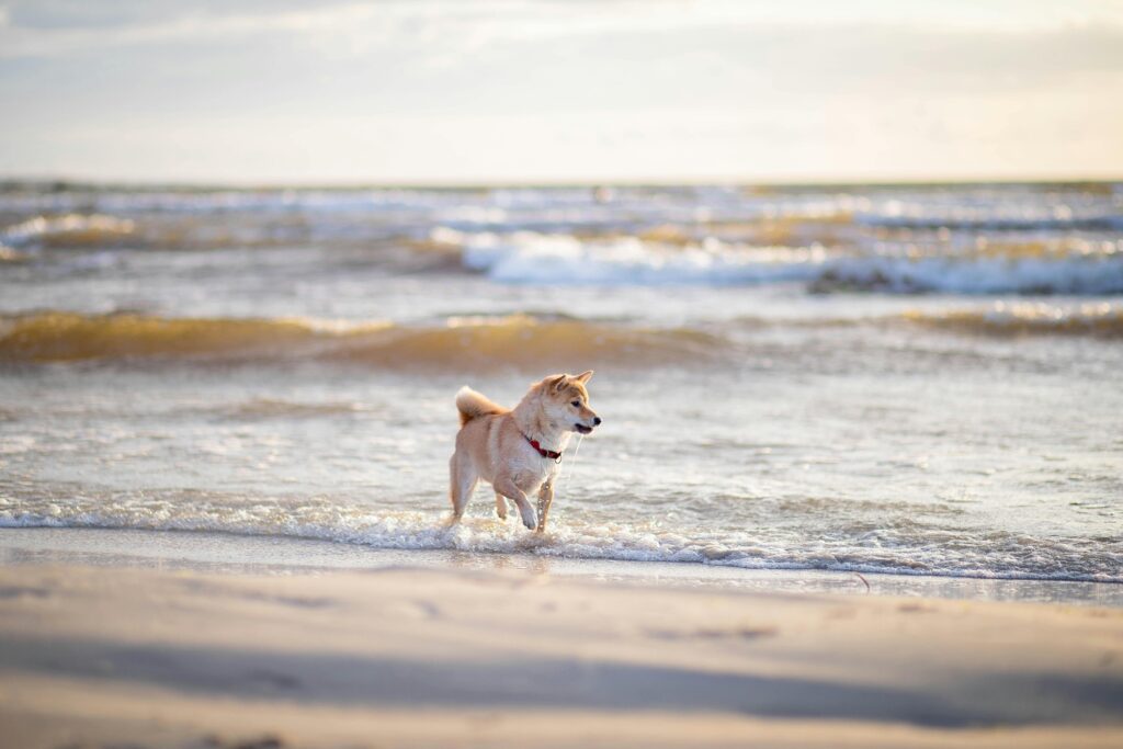 pexels-photo-9157299-9157299 A cute Shiba Inu dog enjoying a run on the sandy beach by the sea.